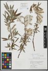 Foto von Salix viminalis L.
